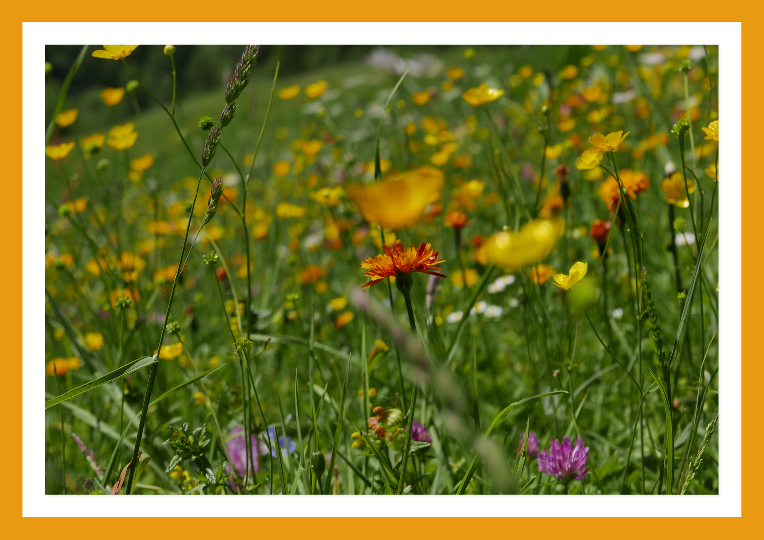 Bergwiesenblüte