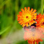 Bergwiesenblume - unbekannt