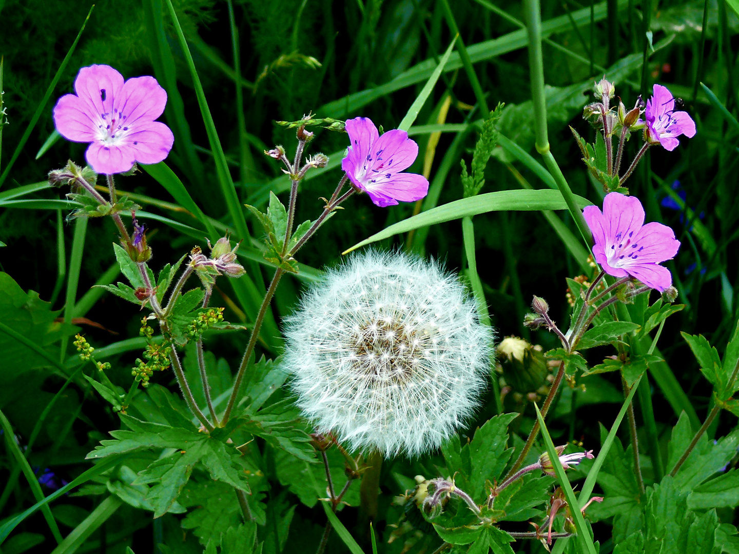 Bergwiesenblumen