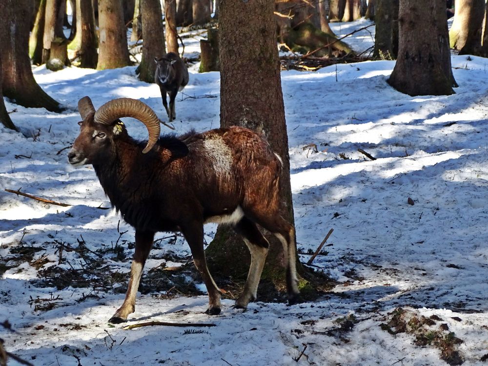 Bergwildpark Blindham