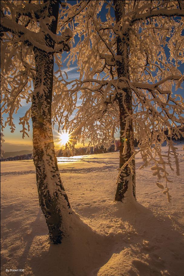 Bergwinterwald...