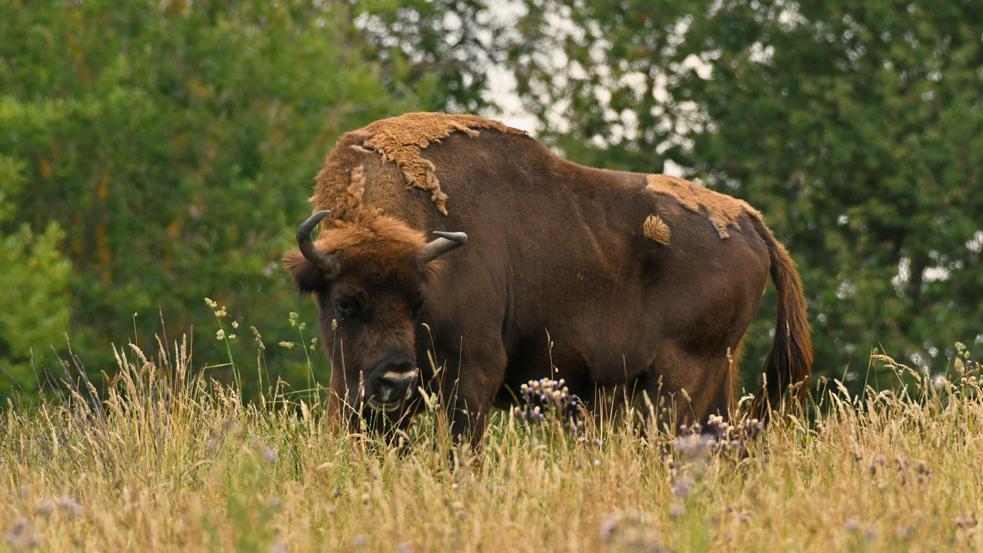 Bergwisent