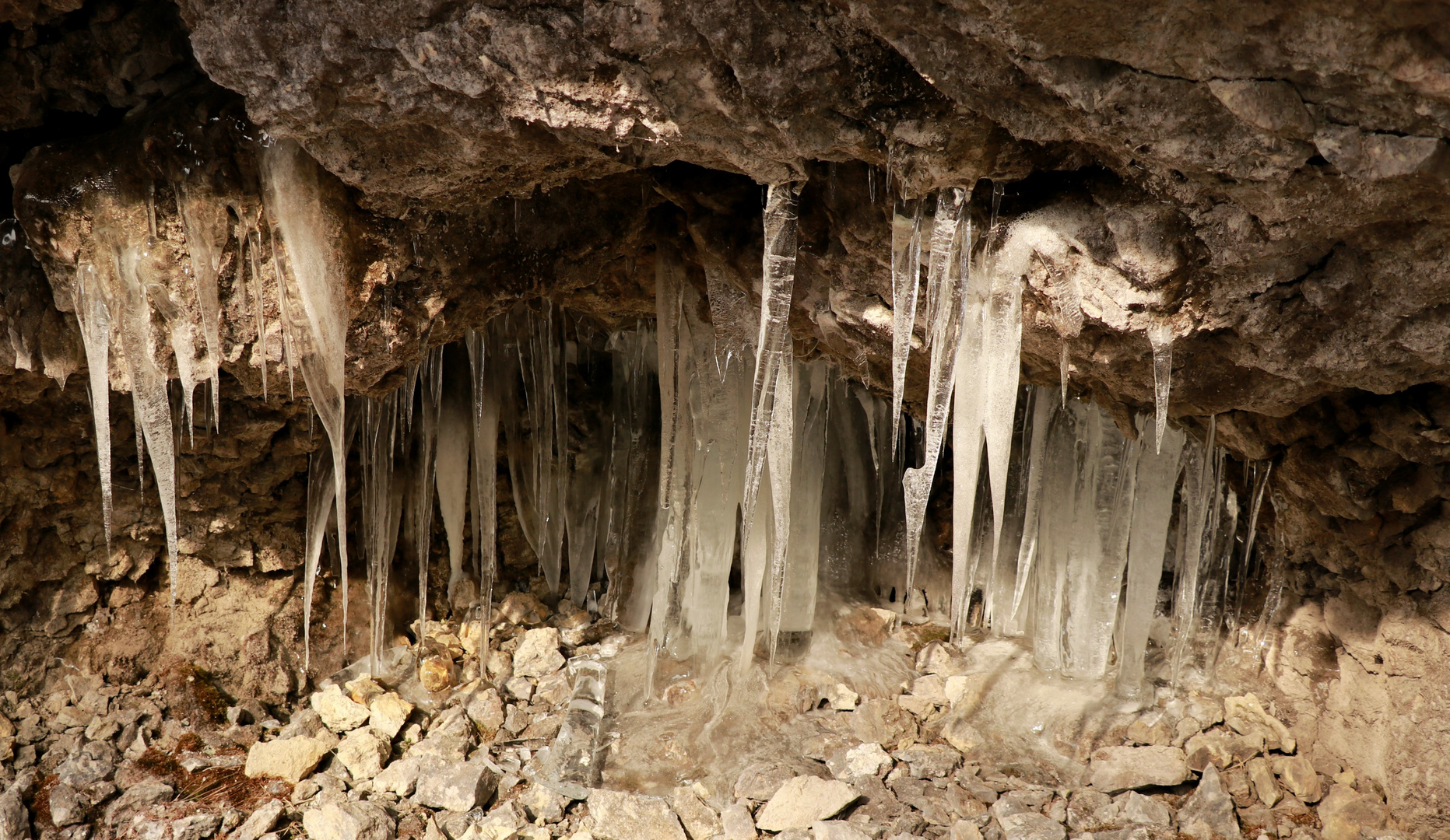 Bergwurzeln