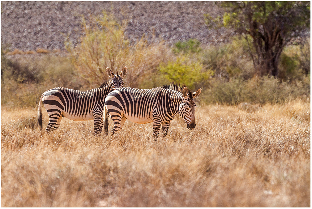 Bergzebra