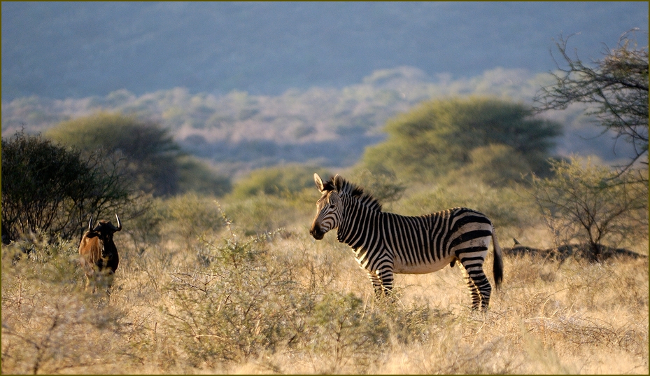 Bergzebra