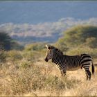 Bergzebra