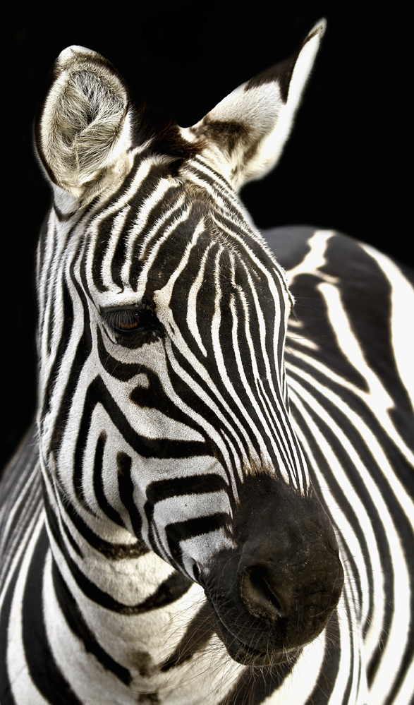 Bergzebra