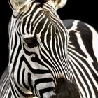 Bergzebra