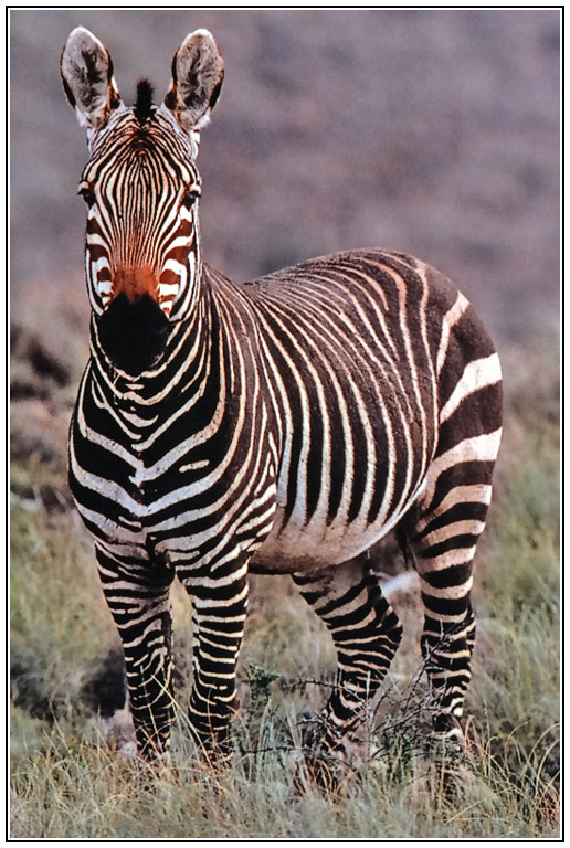 Bergzebra