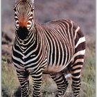 Bergzebra