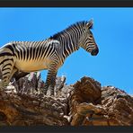 Bergzebra