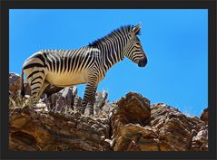 Bergzebra