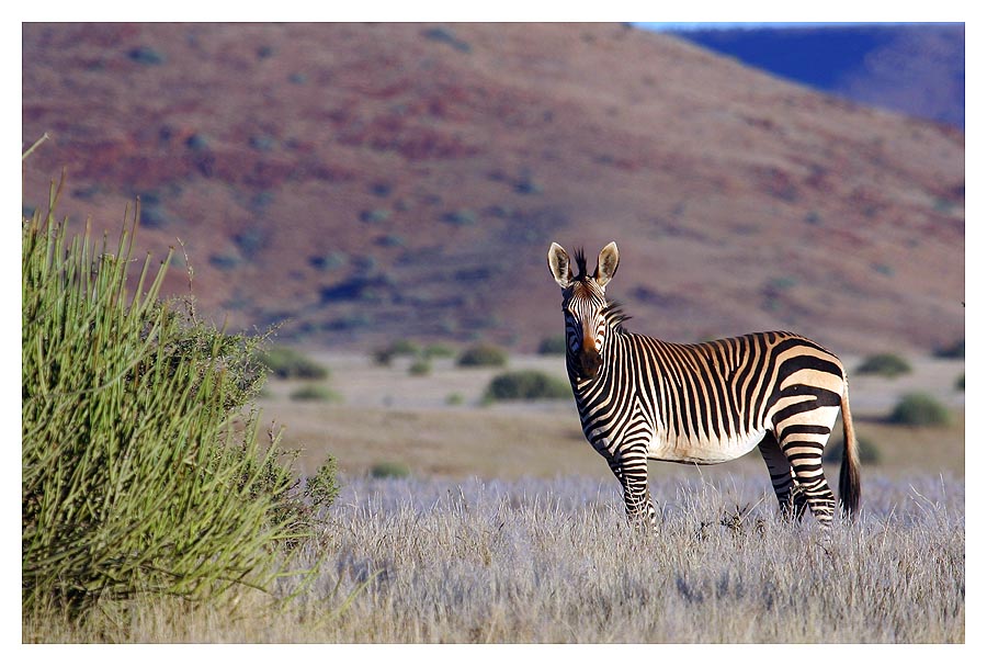 Bergzebra