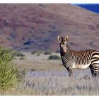 Bergzebra