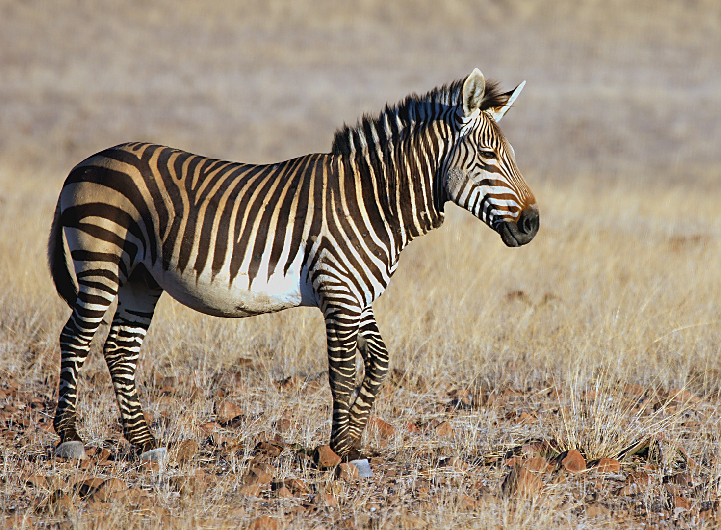 Bergzebra