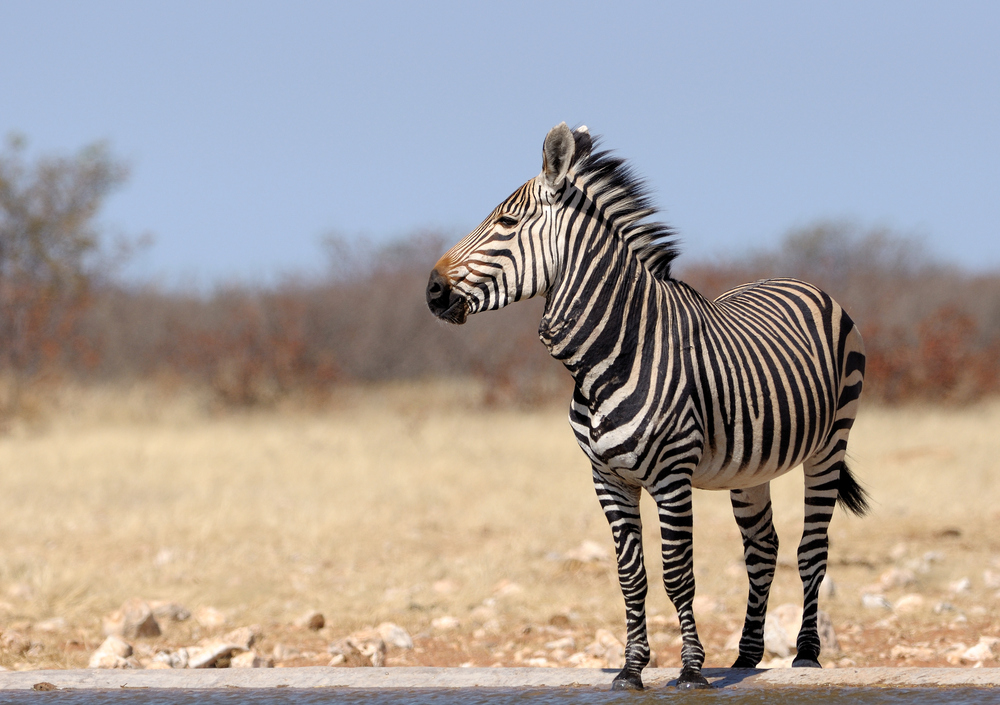 Bergzebra