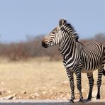 Bergzebra