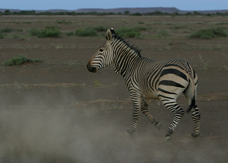 Bergzebra am Abend