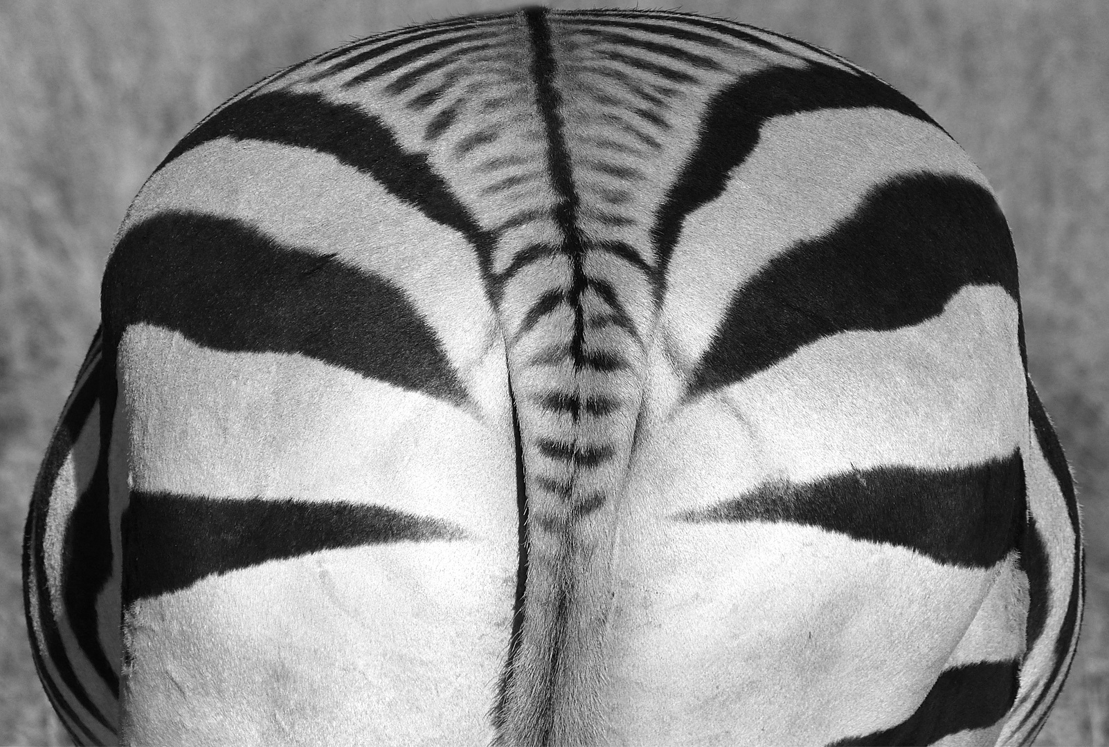 Bergzebra