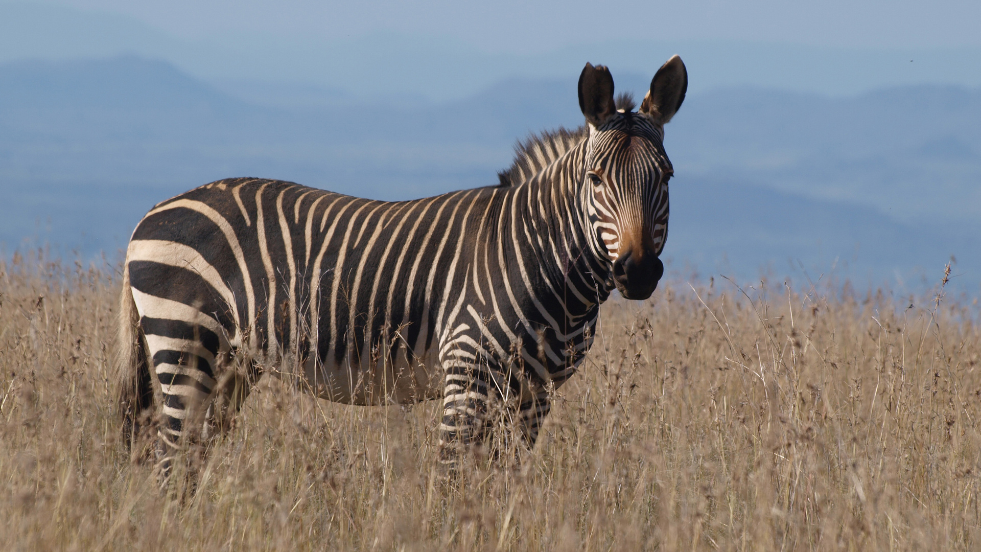 Bergzebra