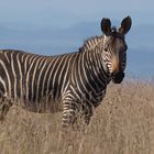 Bergzebra