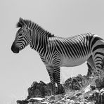 Bergzebra