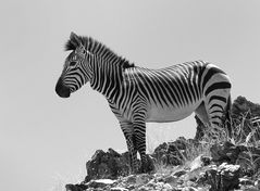 Bergzebra