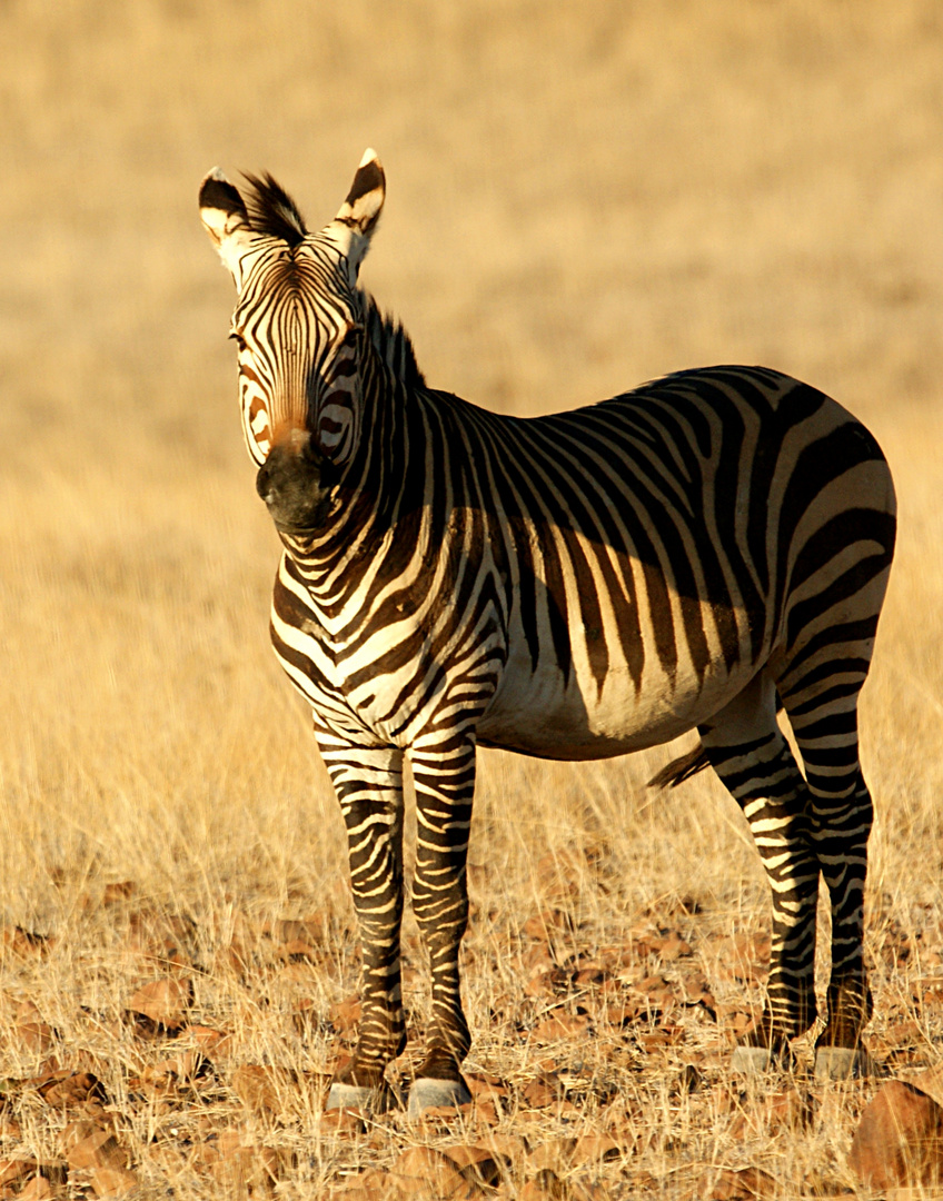 Bergzebra