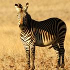 Bergzebra