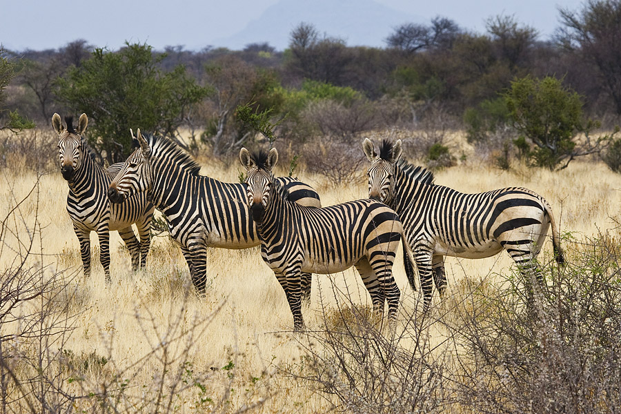 bergzebra namibia