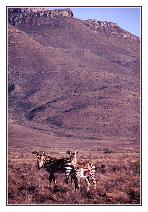 Bergzebras