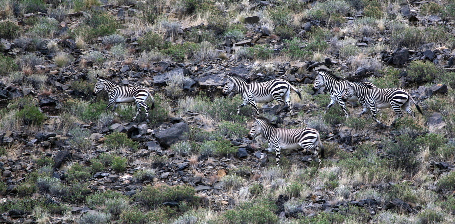 Bergzebras