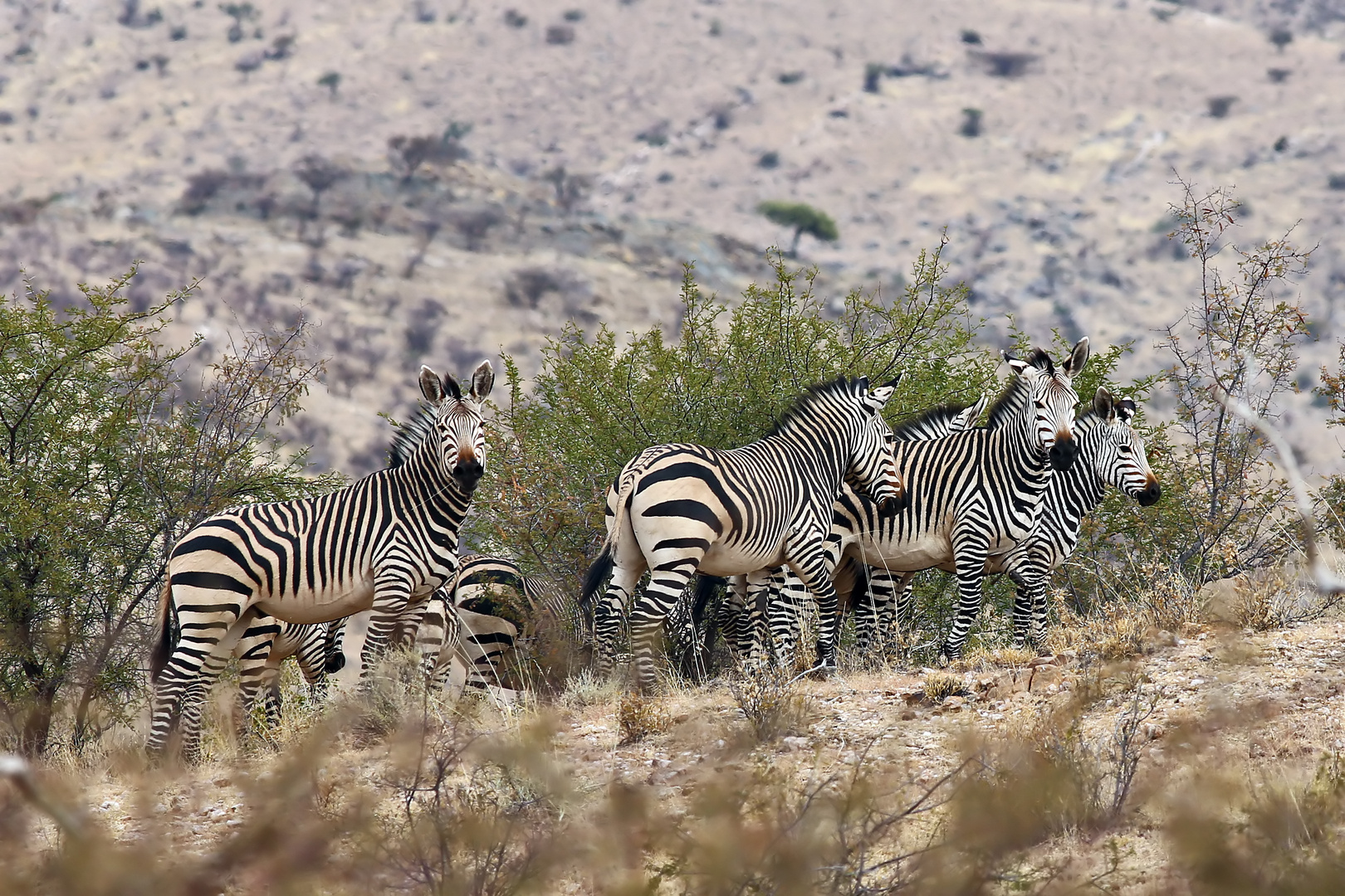 Bergzebras