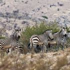 Bergzebras