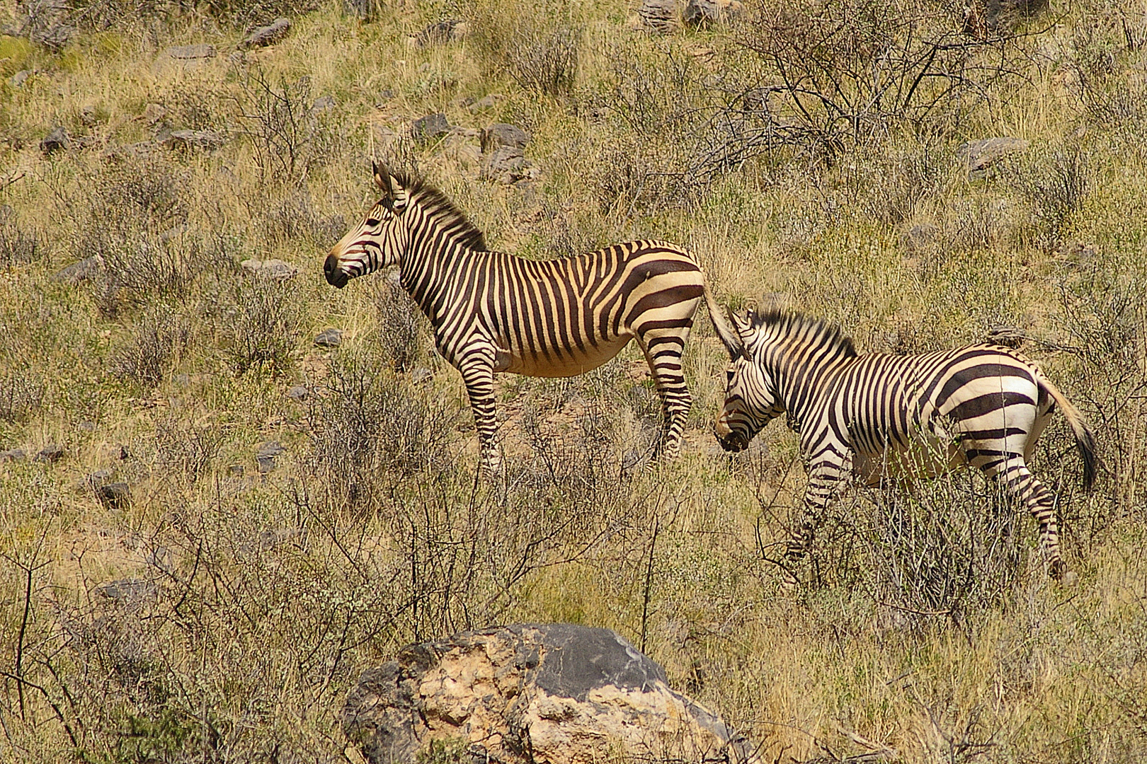 Bergzebras