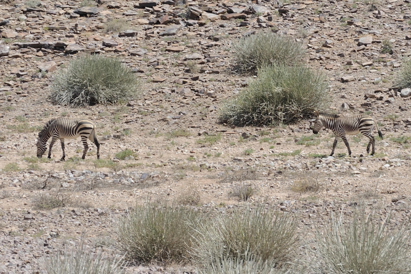 Bergzebras