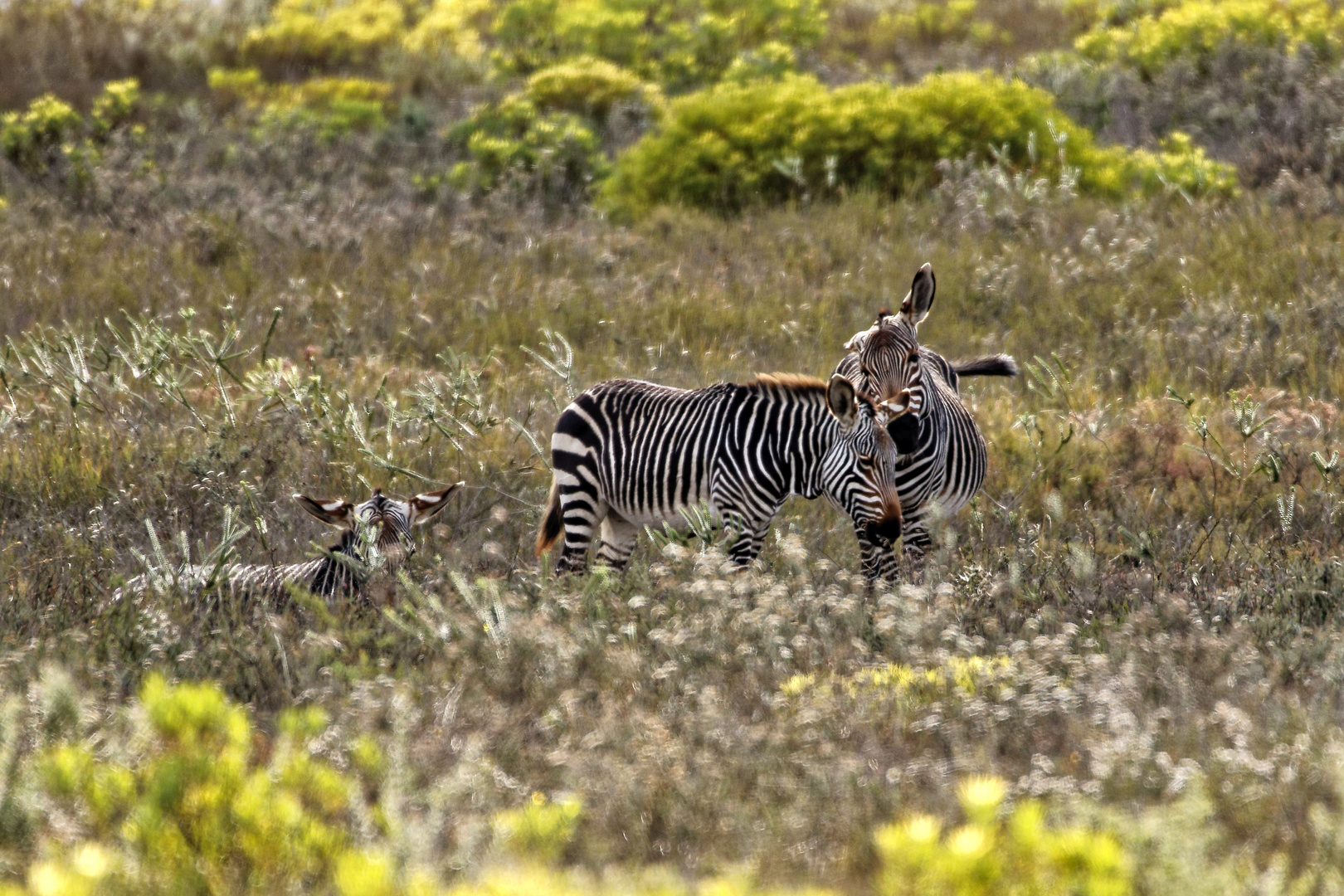 Bergzebras