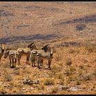 bergzebras auf naukluft-plateau