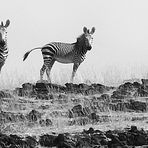 Bergzebras