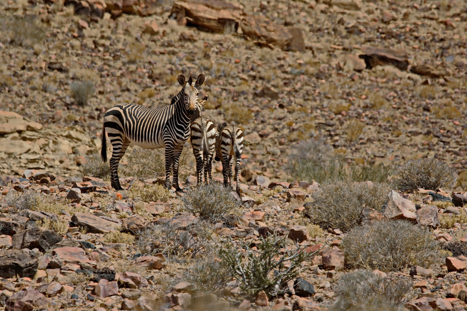 Bergzebras (Equus zebra)