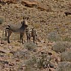 Bergzebras (Equus zebra)