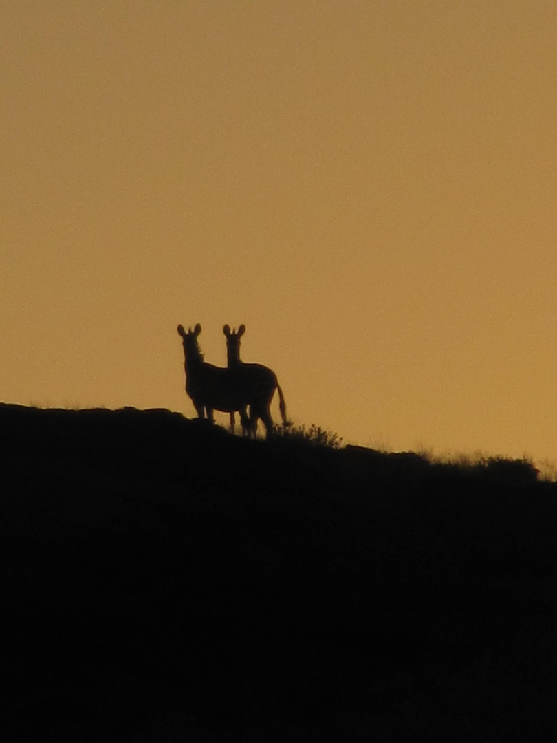 Bergzebras