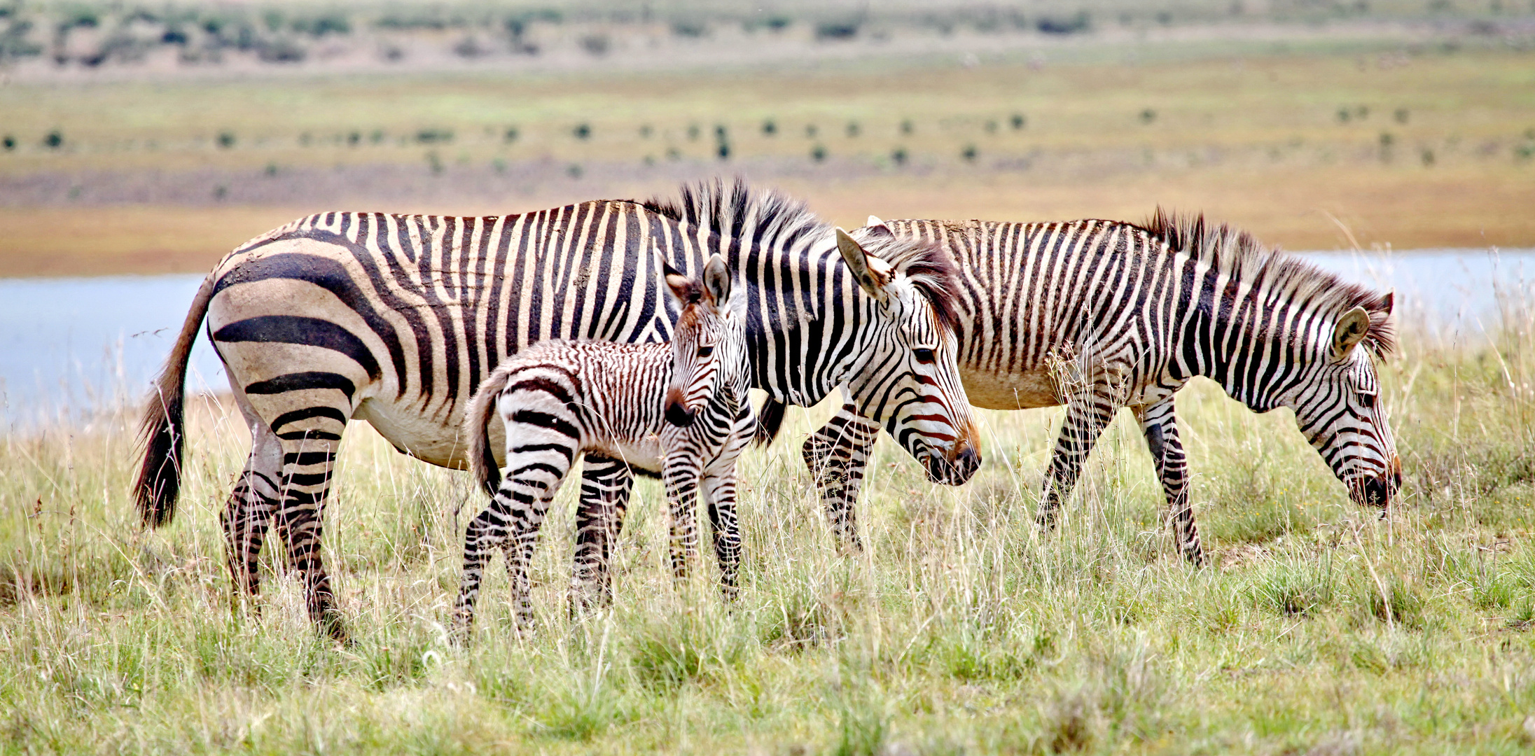 Bergzebras - Panorama