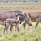 Bergzebras - Panorama