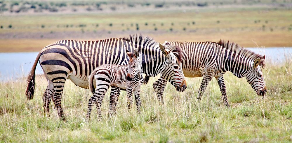 Bergzebras - Panorama