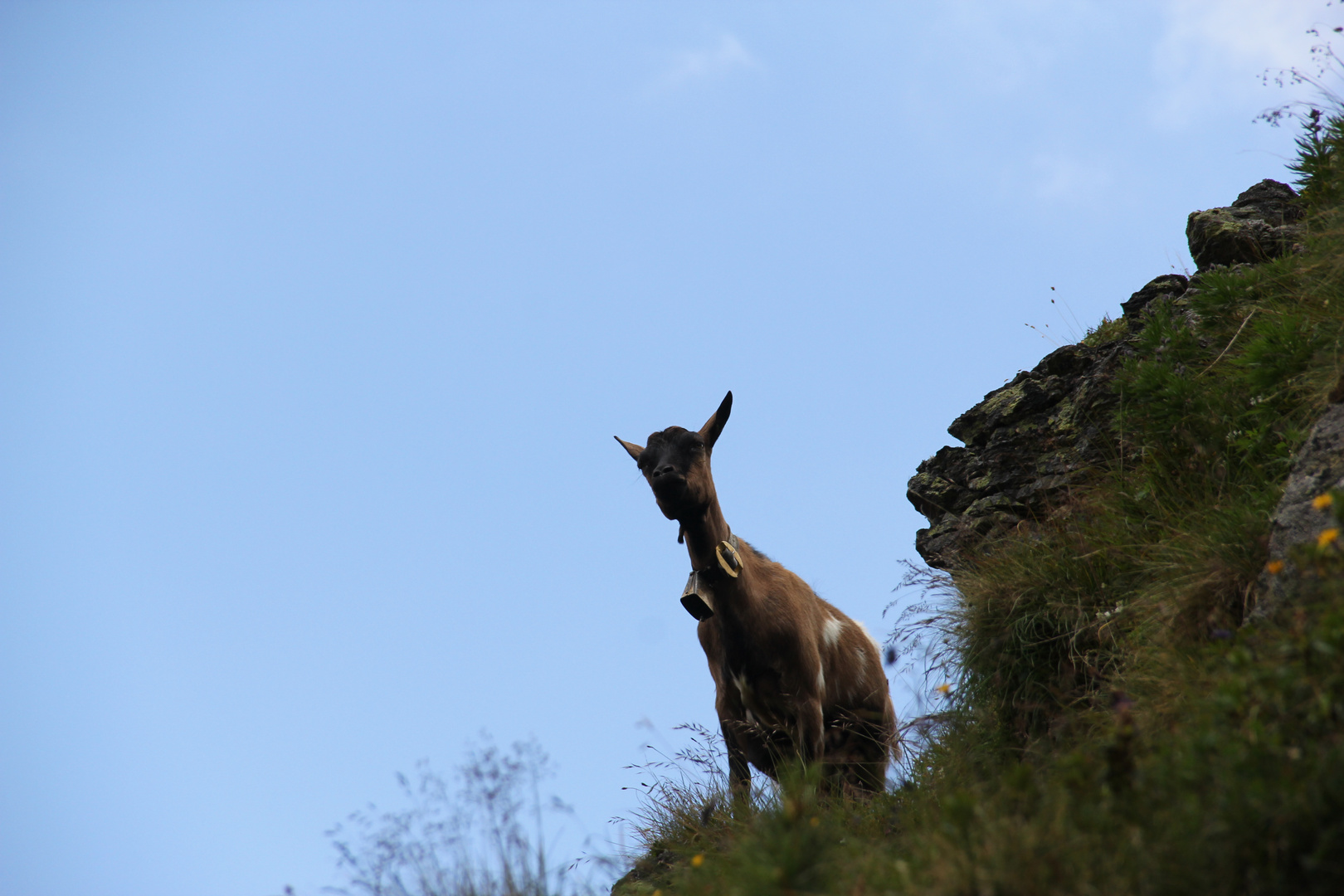 Bergziege