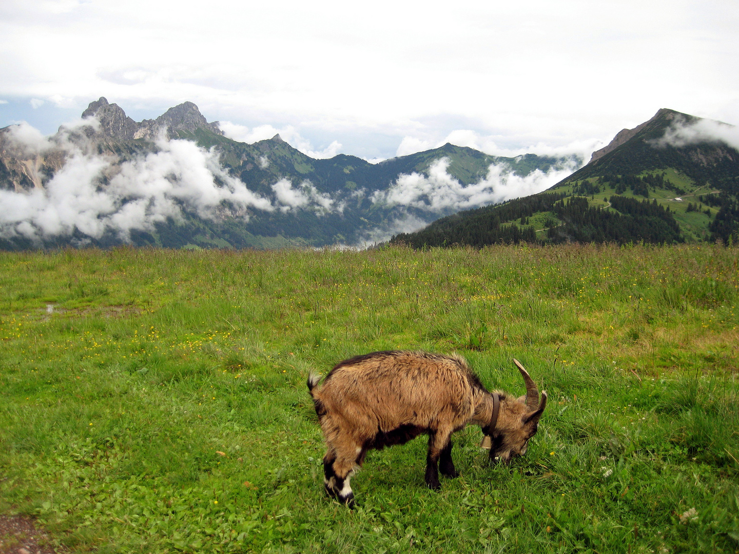 Bergziege