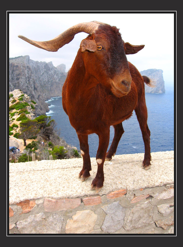 Bergziege am Cap Formentor Mallorca