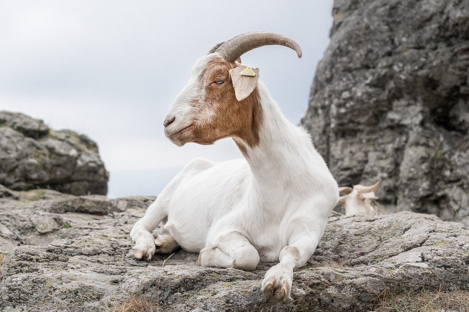 Bergziege Foto Bild Natur Berg Tiere Bilder Auf Fotocommunity