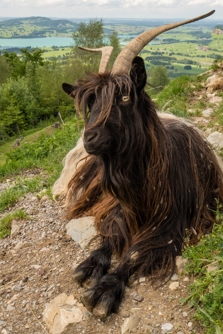 Bergziege im Ammergebirge